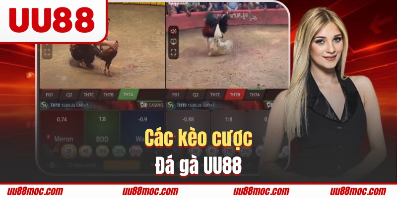 Những kèo cược chọi kê tại UU88