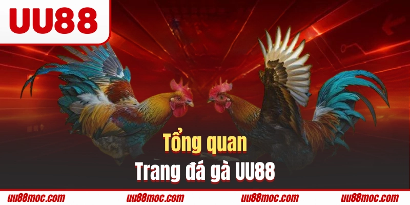 Tìm hiểu về danh mục đá gà UU88 danh tiếng