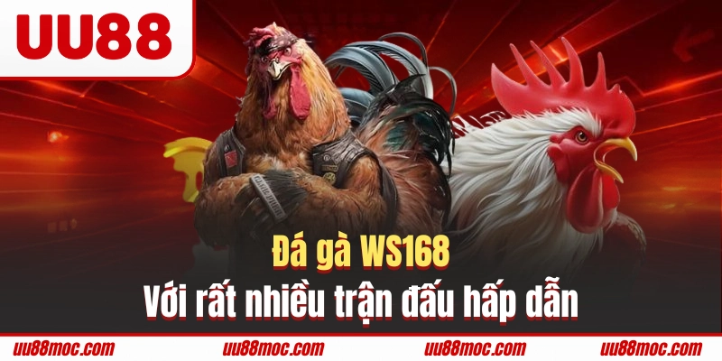 Đá gà WS168 với rất nhiều trận đấu hấp dẫn
