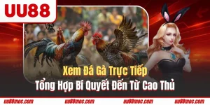 Xem đá gà trực tiếp