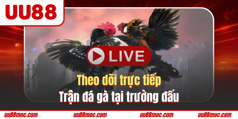 Xem đá gà tại trường đấu mang đến trải nghiệm đáng nhớ